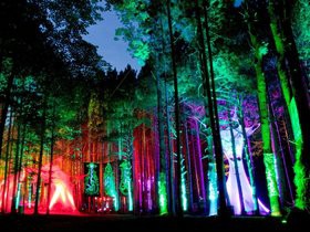 Cheap Electric Forest Tickets