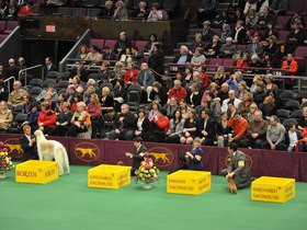 Cheap Westminster Kennel Club Dog Show Tickets