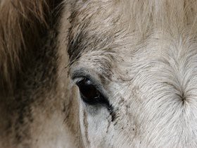 Cheap Cherokee Ranch Proudly Presents Temple Grandin Ph.D Tickets