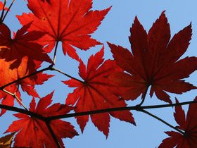 Cheap Fall Harvest Festival Tickets